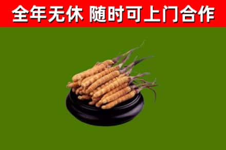澧市回收散虫草